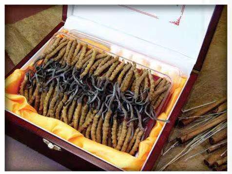 古交冬虫夏草回收